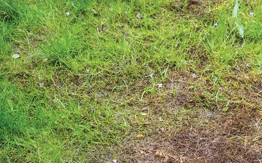 Controlling Pests in Lawns - Porina Caterpillars