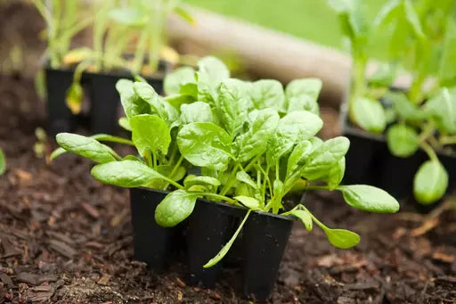 Winter Vegetable Growing Guide