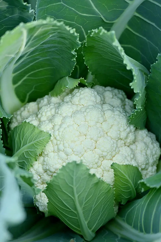 March Gardening Tasks