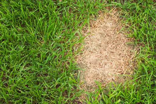 Fungal Growth in your Lawn!