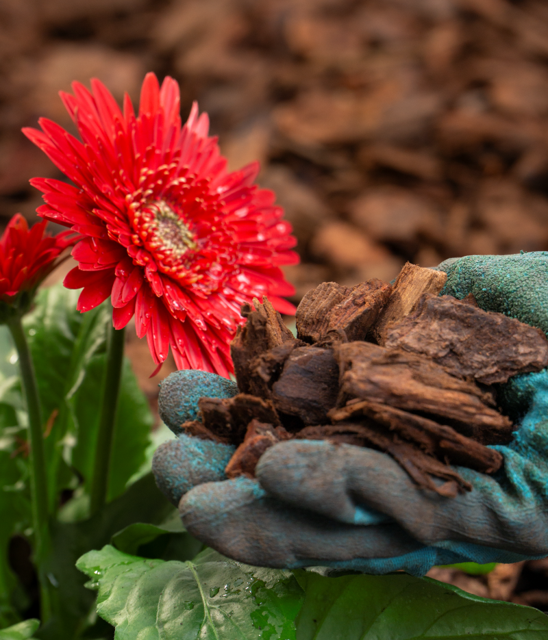 Bark Nuggets, Ornamental Bark or Cambium? Choosing the Right Bark for Your Garden