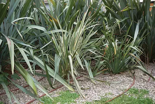 Planting Tips for Natives