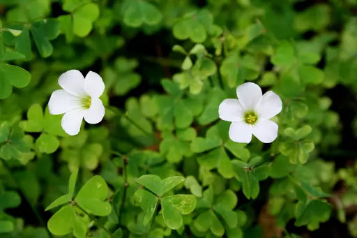 Getting Rid of Oxalis