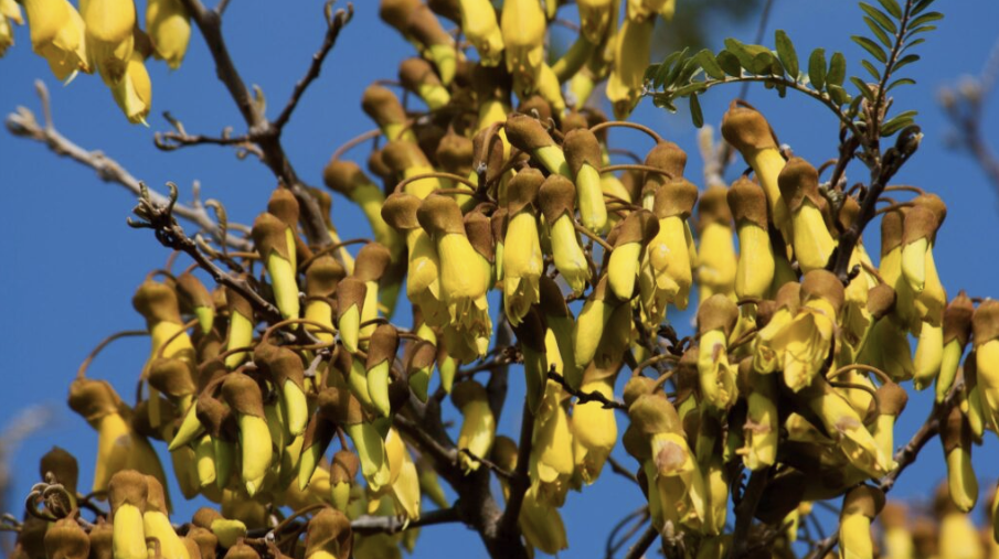 Pruning and Maintenance in May: Preparing New Zealand Gardens for Dormancy