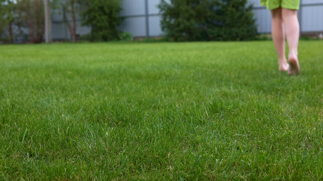 Protect Your Lawn from Grass Grub with Acelepryn® GR
