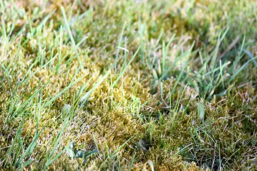 Dealing with Moss on Lawn