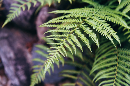 What Are the Best Plants to Start Growing This Spring?