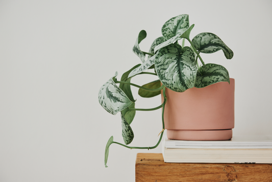 Indoor Plants in July: Keeping Your Indoor Garden Thriving