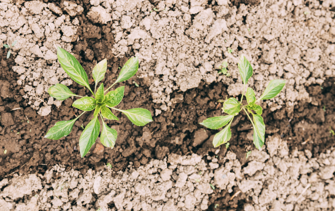 Understanding the Different Types of Mulch and How to Use Them