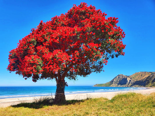 The Pōhutukawa: New Zealand's Christmas Tree