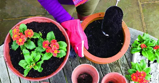 Compost vs. Potting Mix