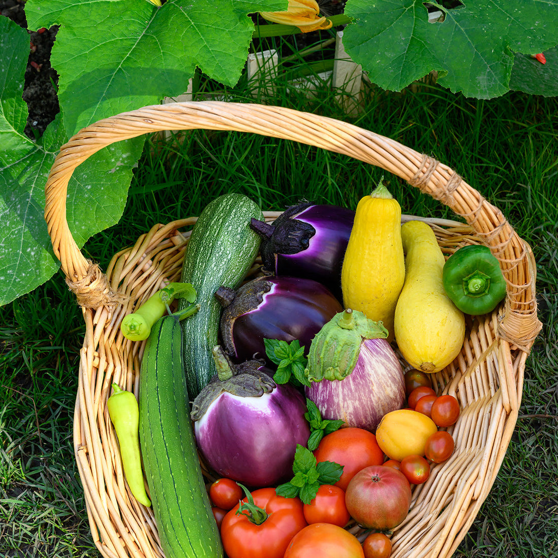 How to Grow Summer Vegetables