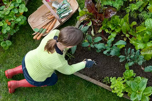 Regional Vegetable Planting Guide