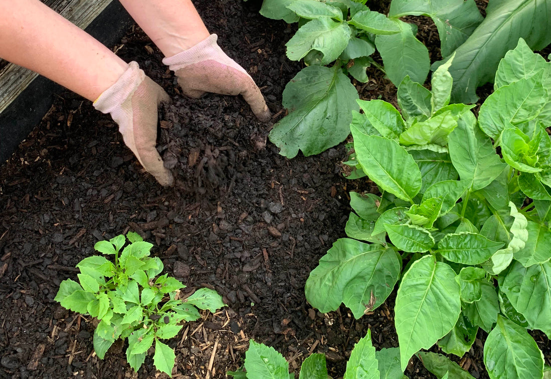 Get Your Section Summer-Ready: A Mulch, Water and Weed Plan