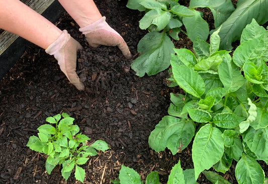 Get Your Section Summer-Ready: A Mulch, Water and Weed Plan