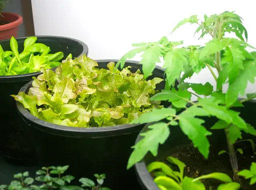 How to Grow in Containers Guide – Herbs and Flowers