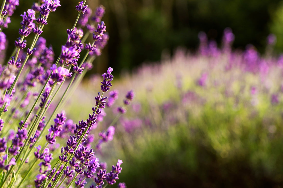 Top 5 Drought-Resistant Plants for Your Summer Garden