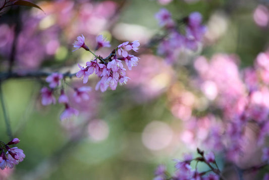 Flowers to Plant in August: Preparing for a Vibrant Spring Garden