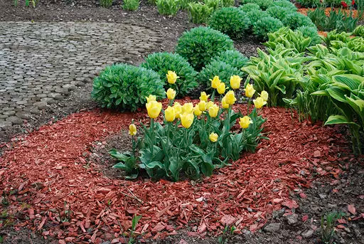 Benefits of Mulching