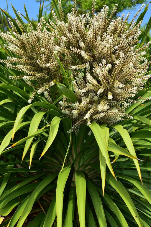 Varieties to Grow - NZ Natives