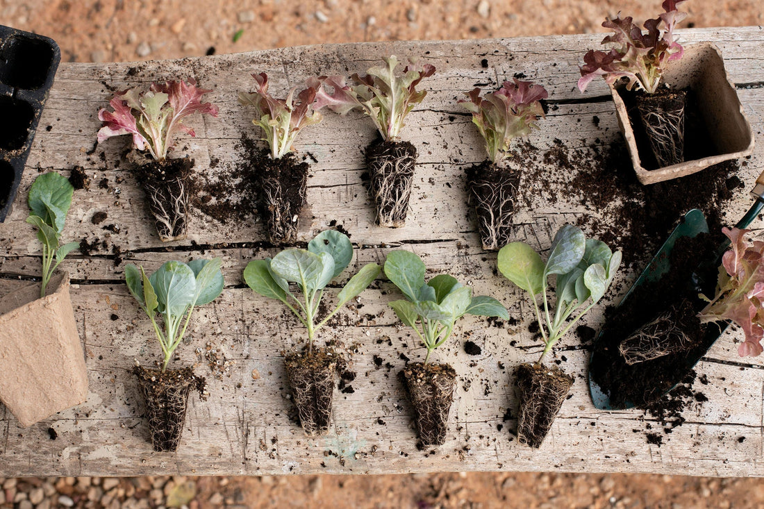 Best Practices for Propagating Plants: Tips for Successful Plant Cuttings