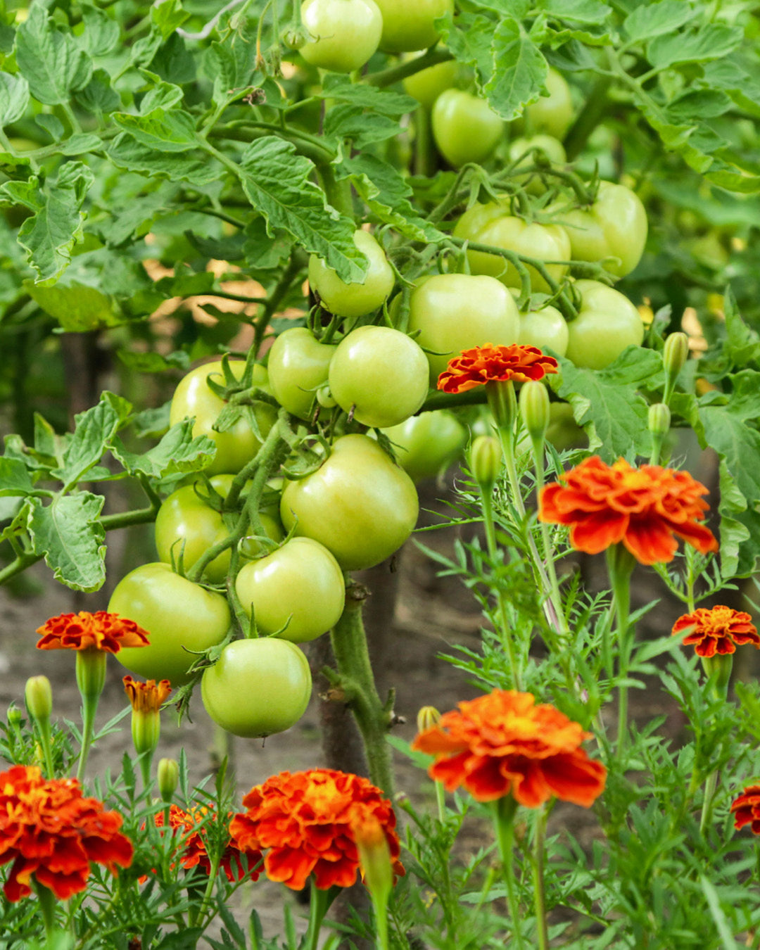 Companion Planting