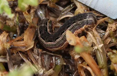 Controlling Pests in Lawns - Army Worms