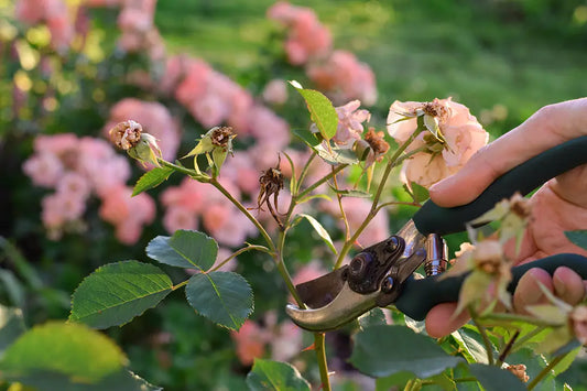Spring Planting