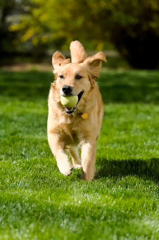 Lawn Care with Dogs