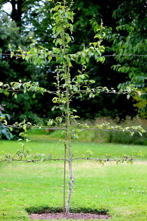 What Is A Fruiting Spur?