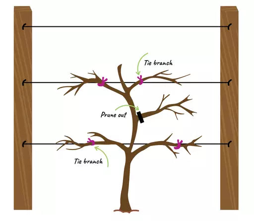 How to Grow Fruit Trees - Part 4 : Espaliering Fruit Trees