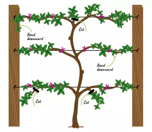 Espaliering Your Tree