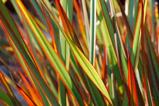 General Gardening Maintenance