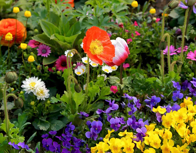 Flower Garden Care