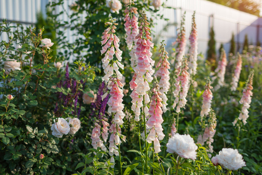 How to Create a Cottage Garden in New Zealand