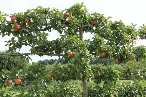 How to Espalier Fruit Trees Guide