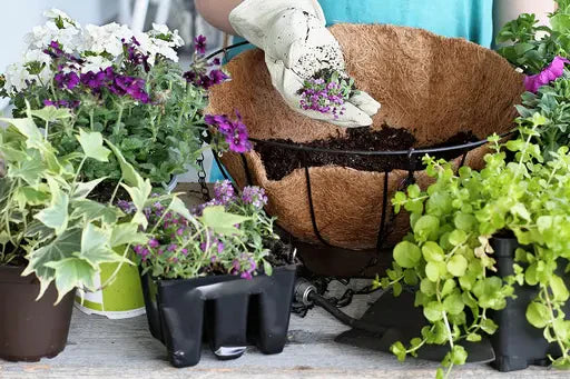 Watering & Hanging Baskets