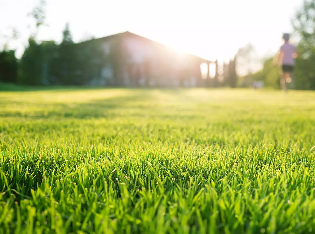 How to Grow Lawns