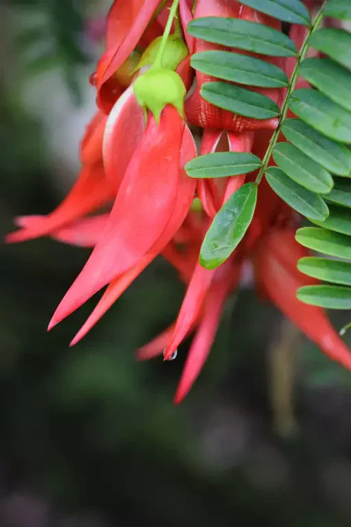 How to Grow NZ Natives Guide