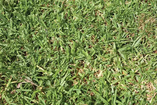 Kikuyu Grass