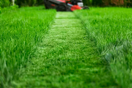 Ongoing Lawn Care