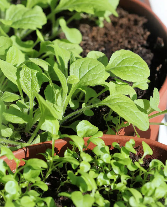 Smaller Gardens