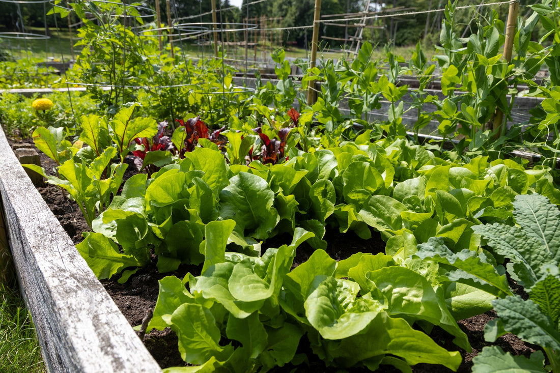 October Gardening Tasks