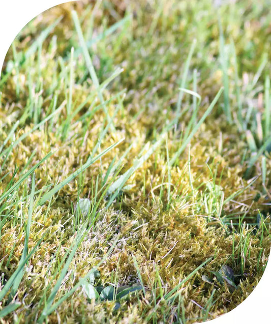 Q & A : Moss on Lawn