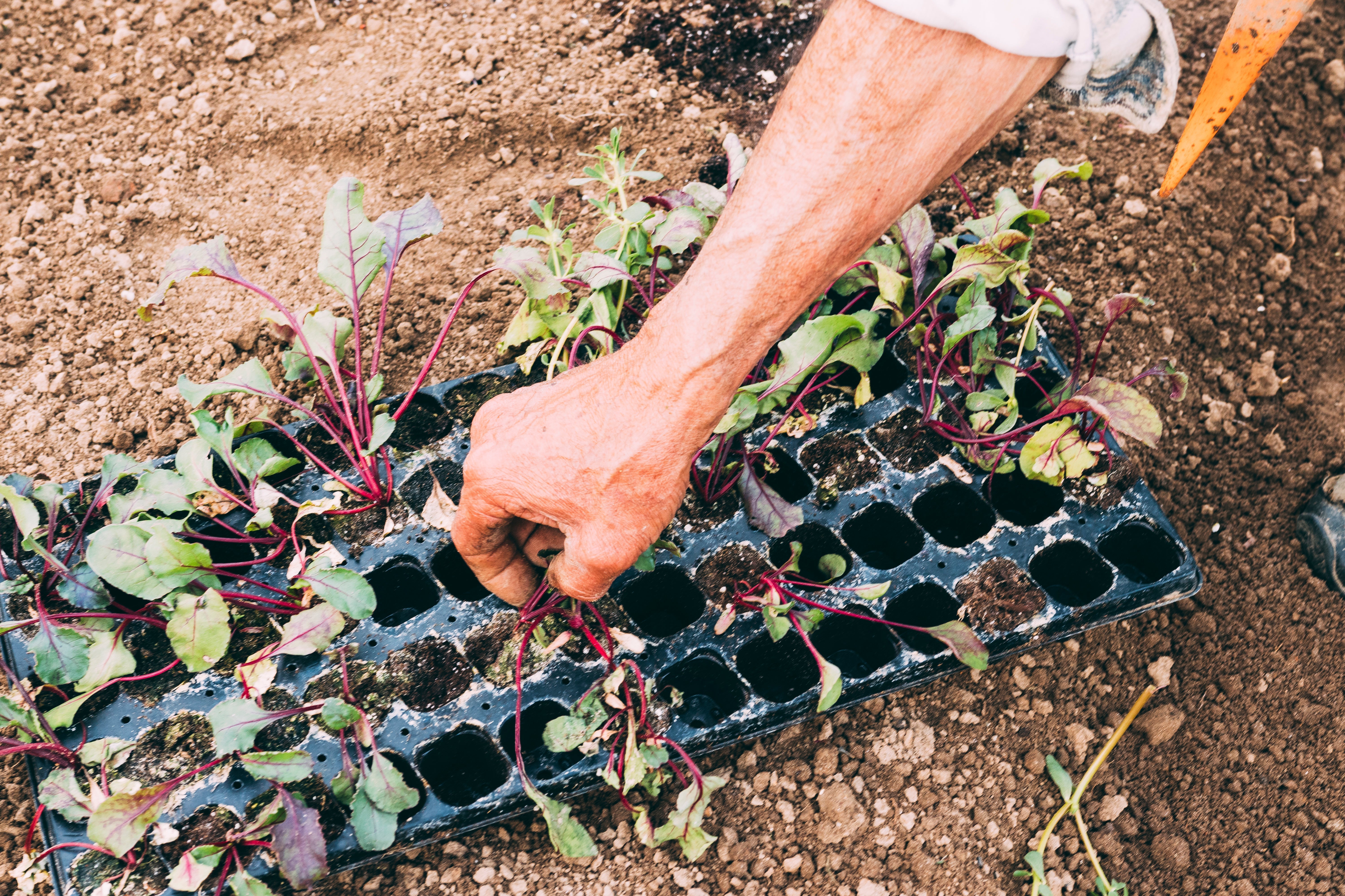Step-by-Step Technique for Propagating Plants from Cuttings – Daltons ...