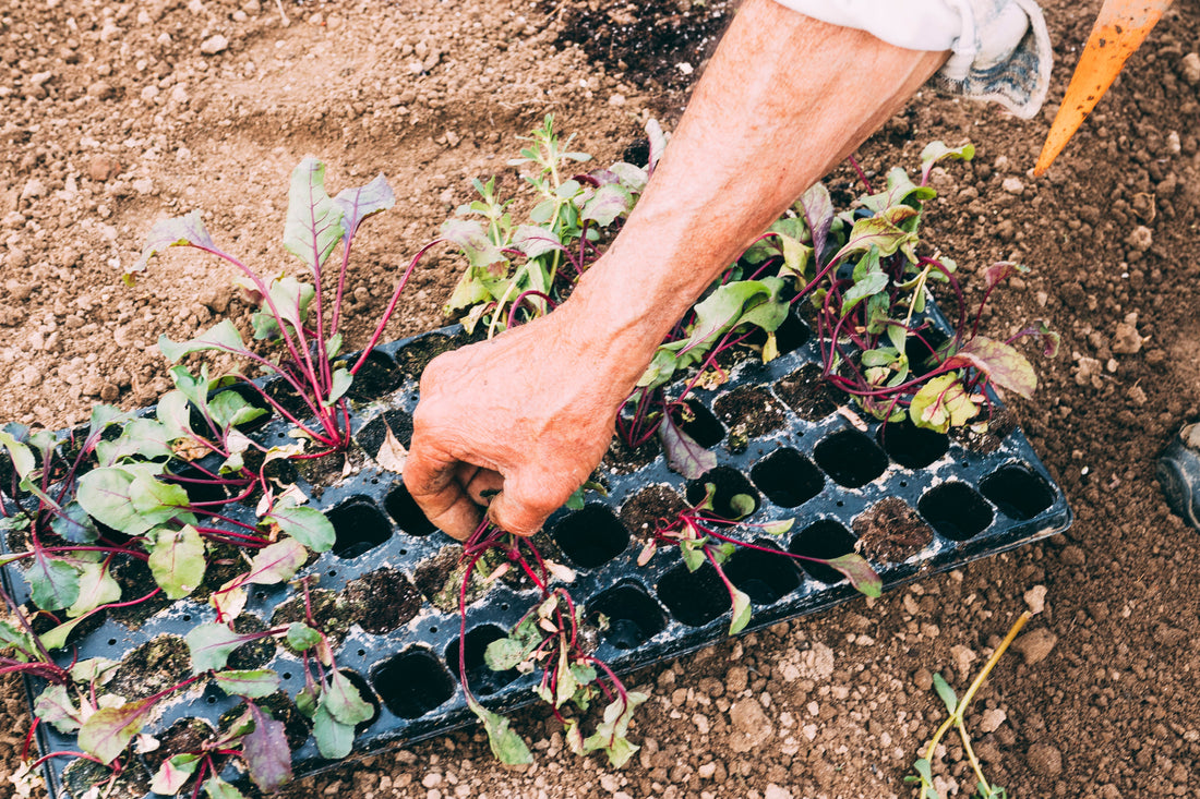 Step-by-Step Technique for Propagating Plants from Cuttings