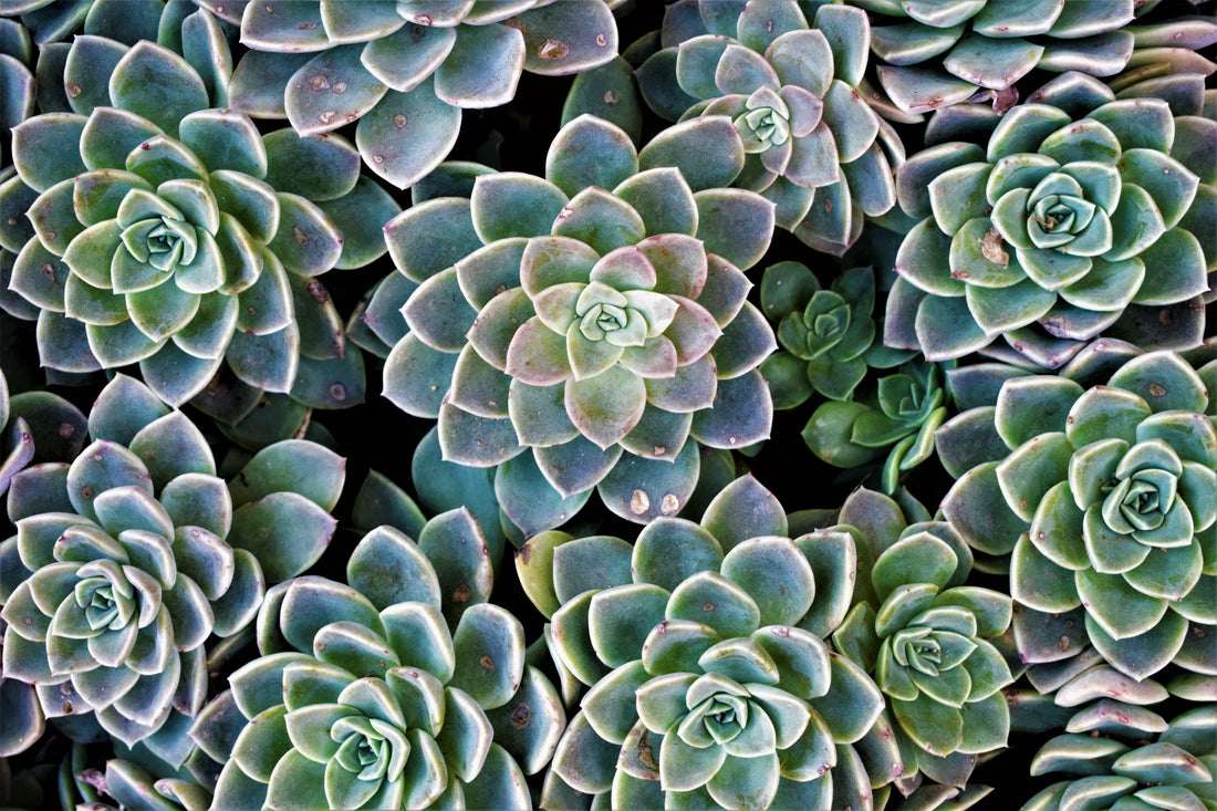 All About Succulent Plants: A Guide to Growing and Caring for Your Succulents