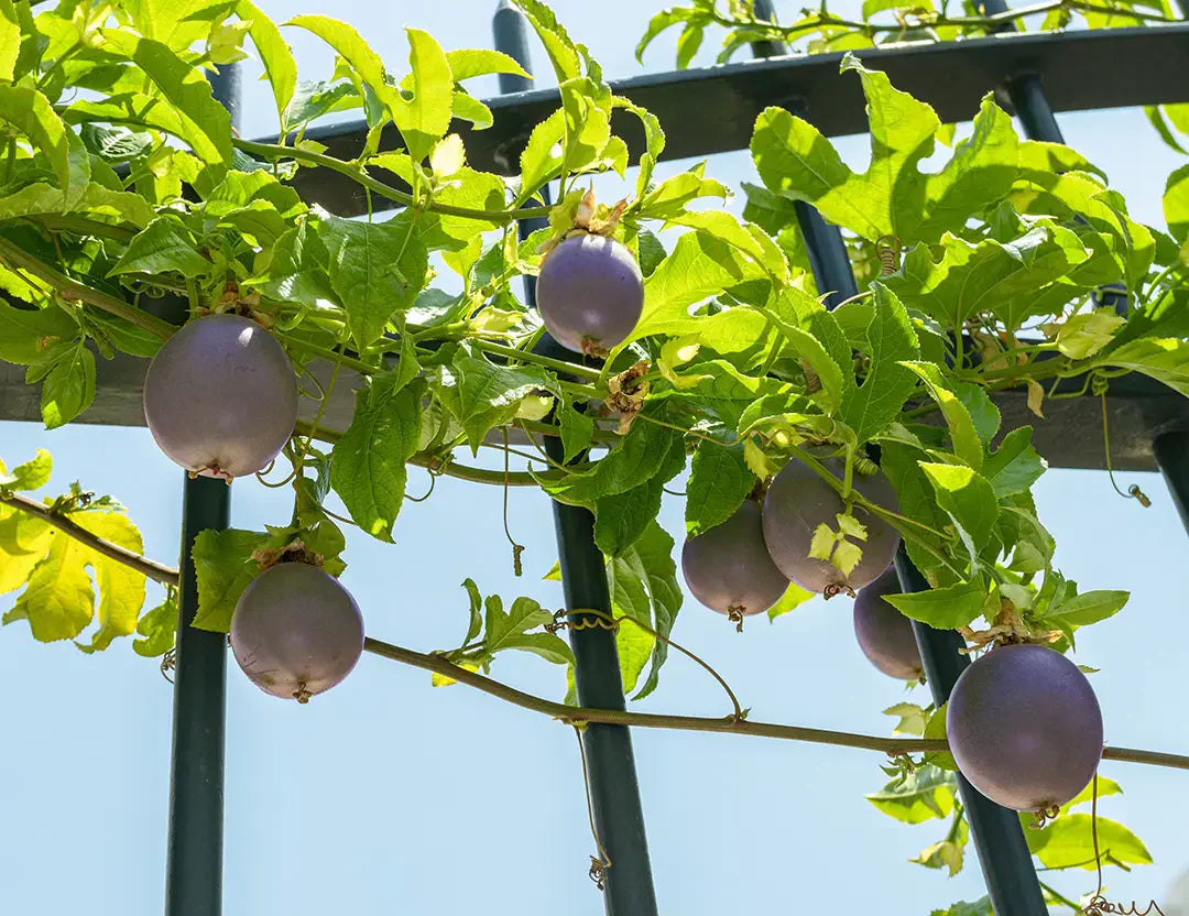Fruit Harvesting