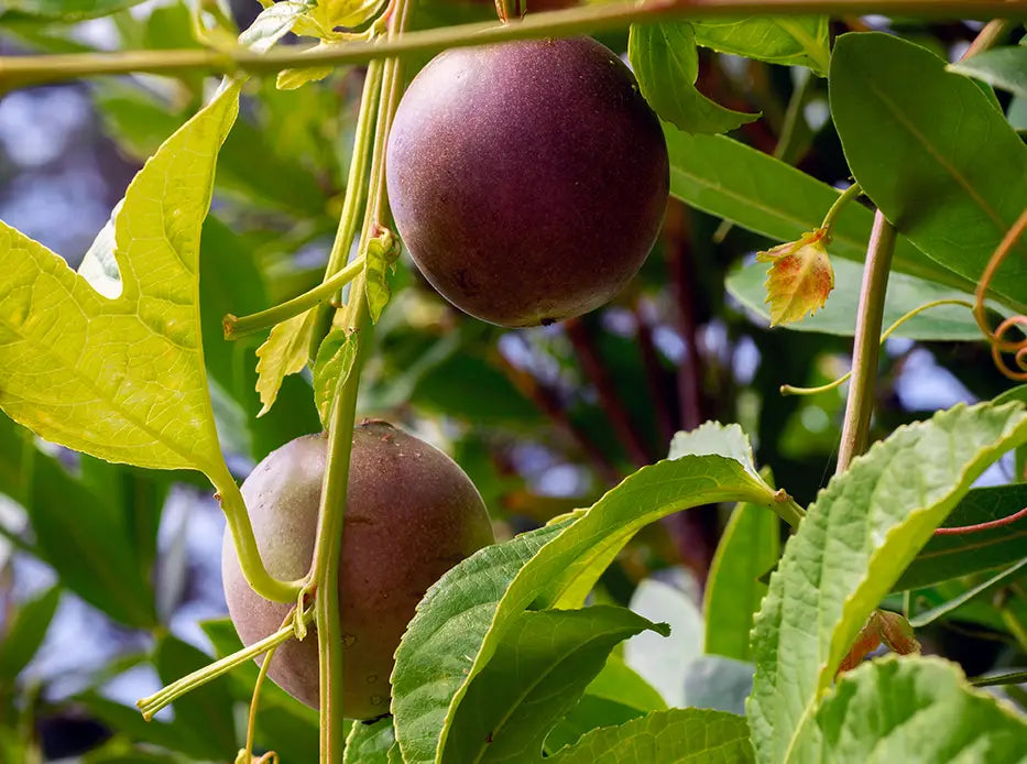 Fruit Harvesting