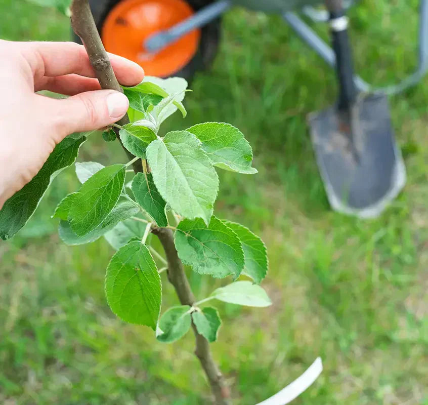 How to Grow Fruit Trees - Part 3 : Tree Varieties